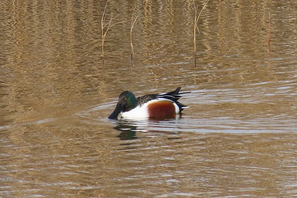Löffelente