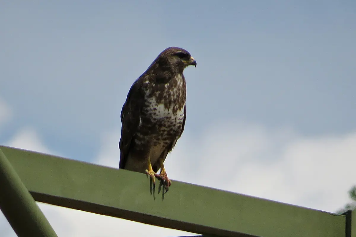 Mäusebussard