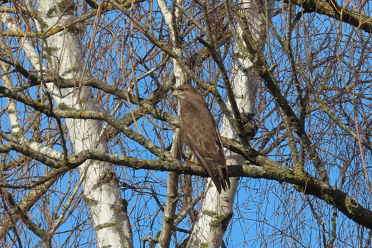 Mäusebussard