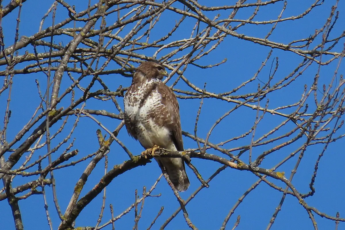 Mäusebussard