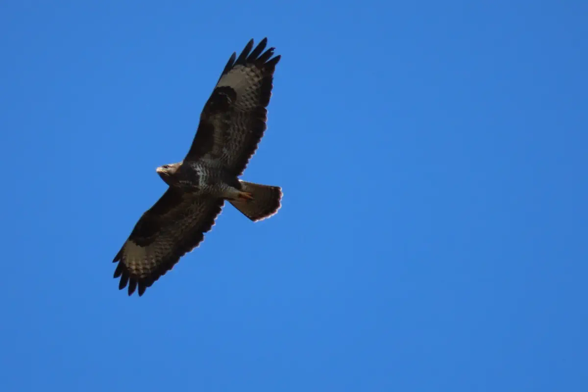 Mäusebussard