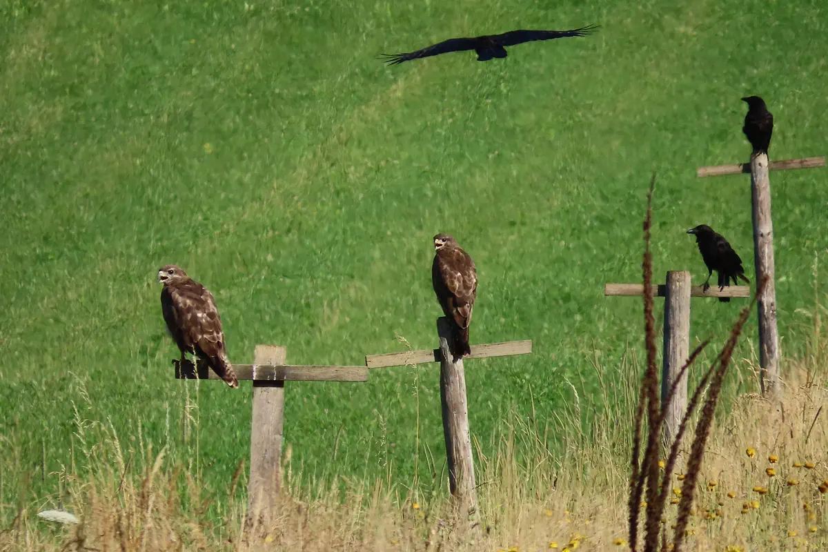 Mäusebussard