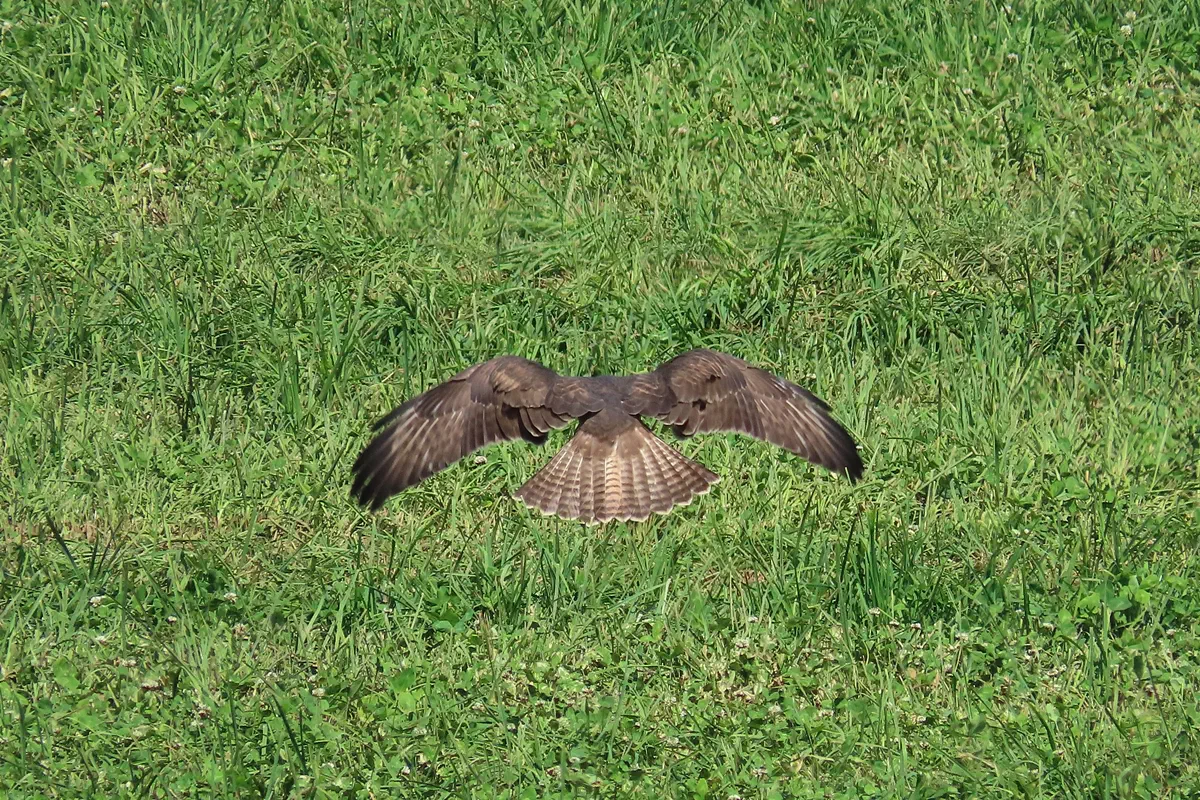 Mäusebussard