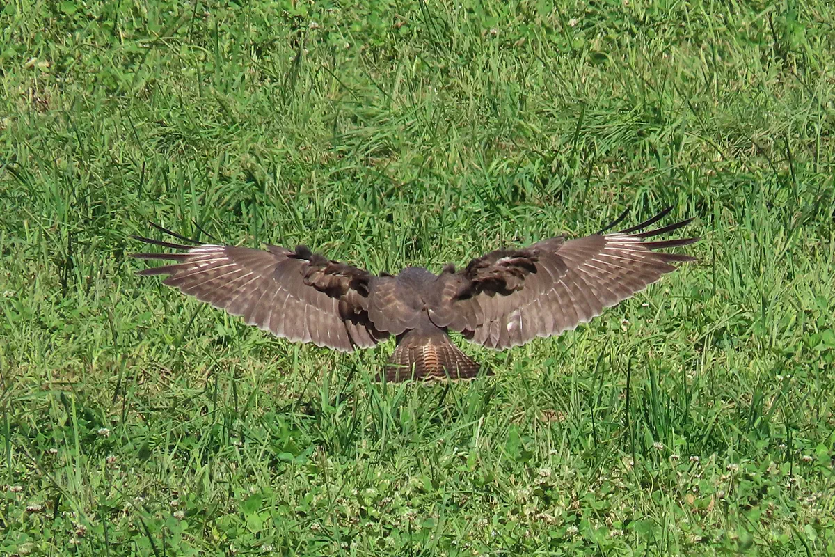 Mäusebussard