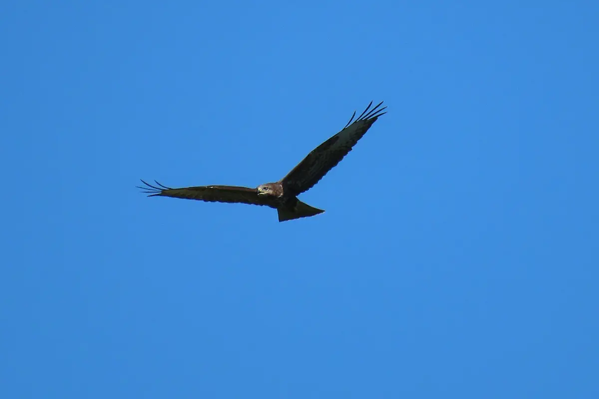 Mäusebussard