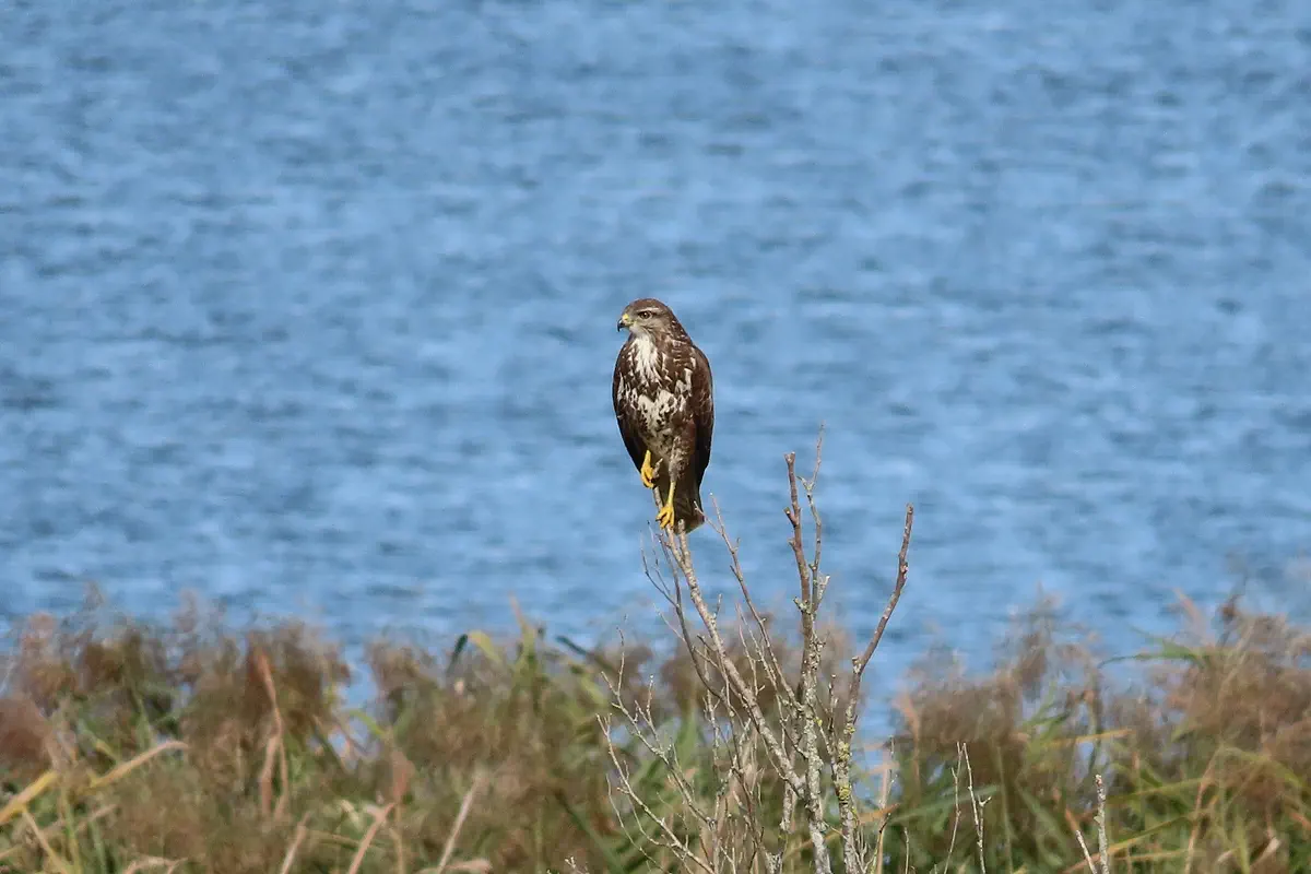Mäusebussard