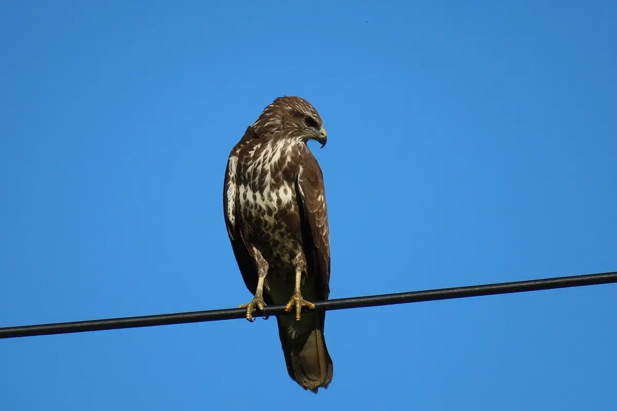 Mäusebussard