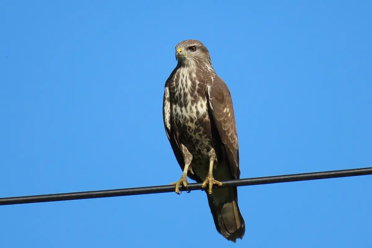 Mäusebussard