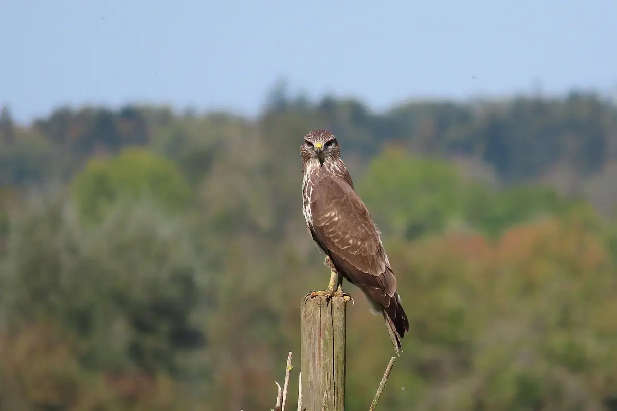 Mäusebussard