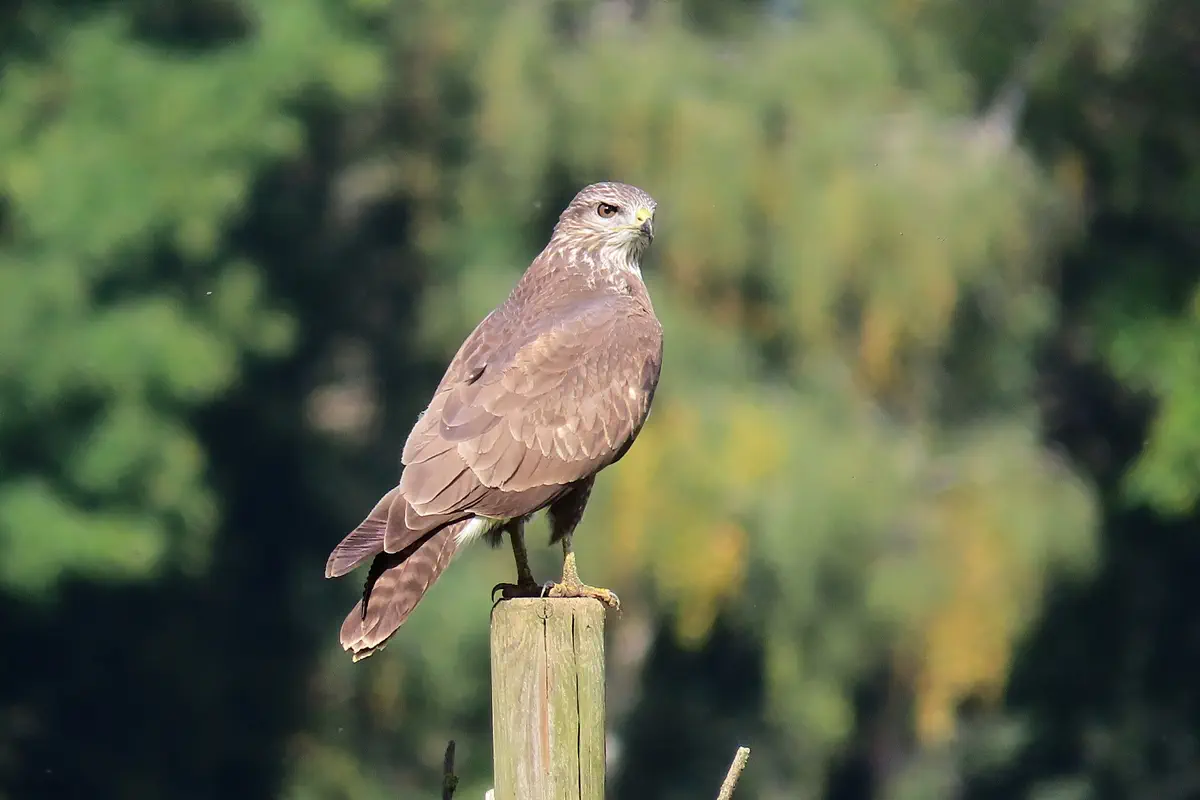 Mäusebussard