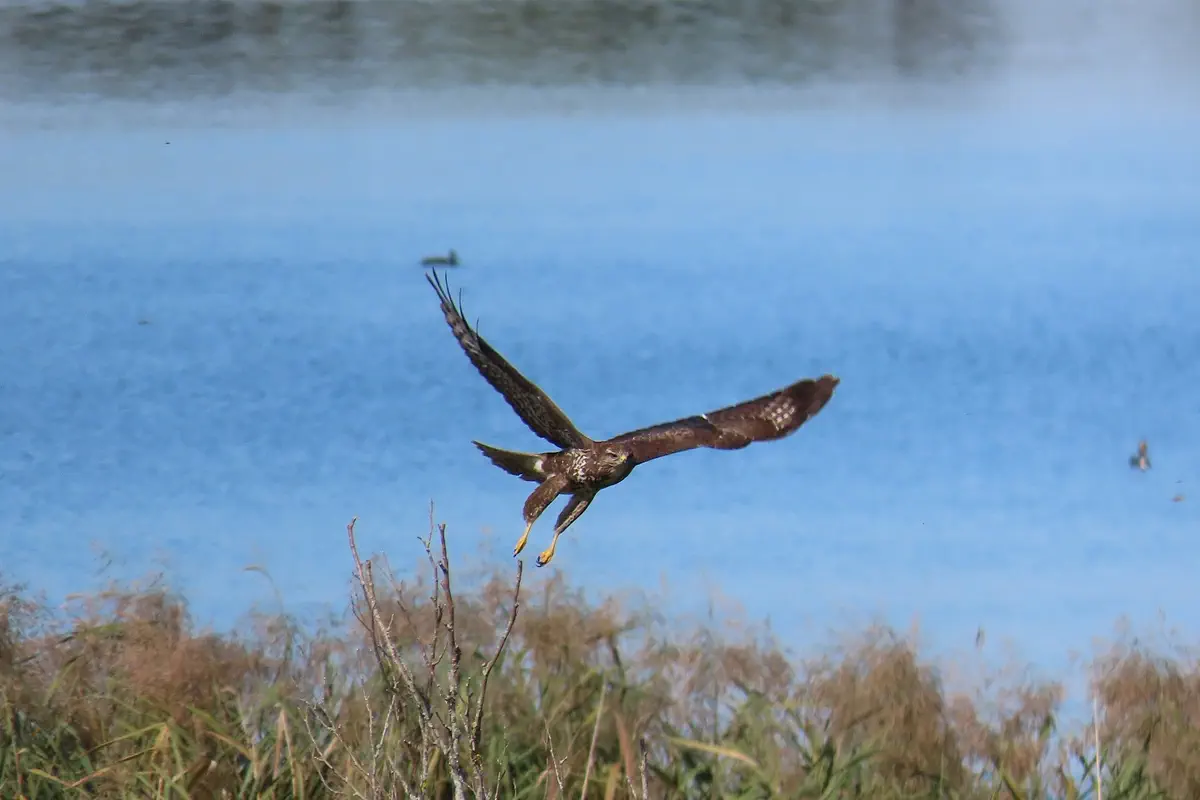 Mäusebussard