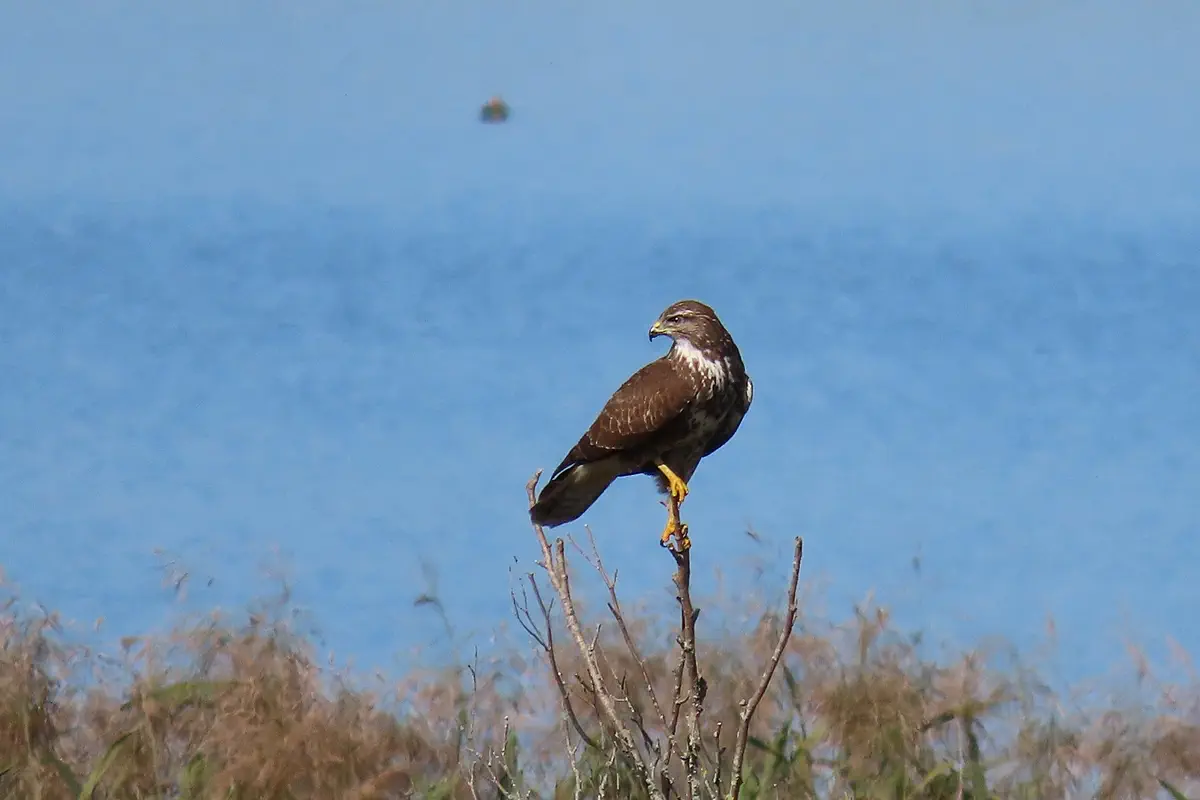 Mäusebussard