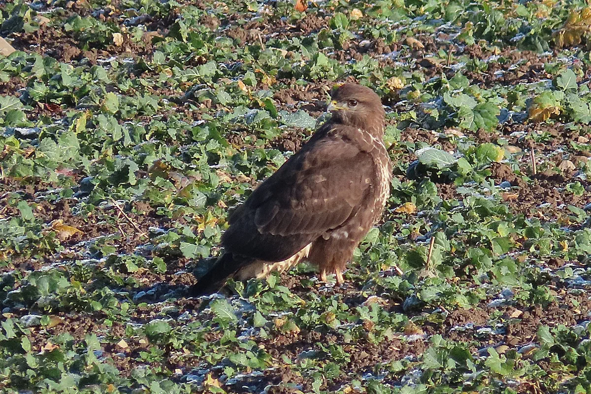 Mäusebussard