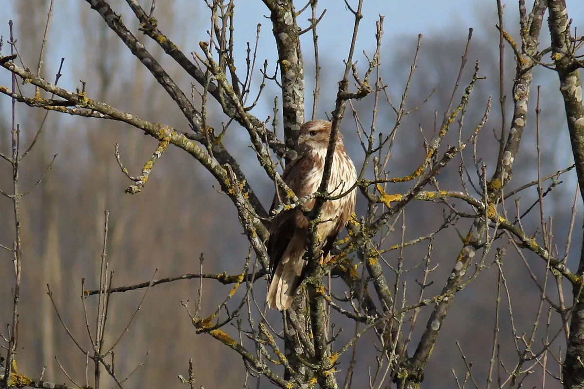 Mäusebussard