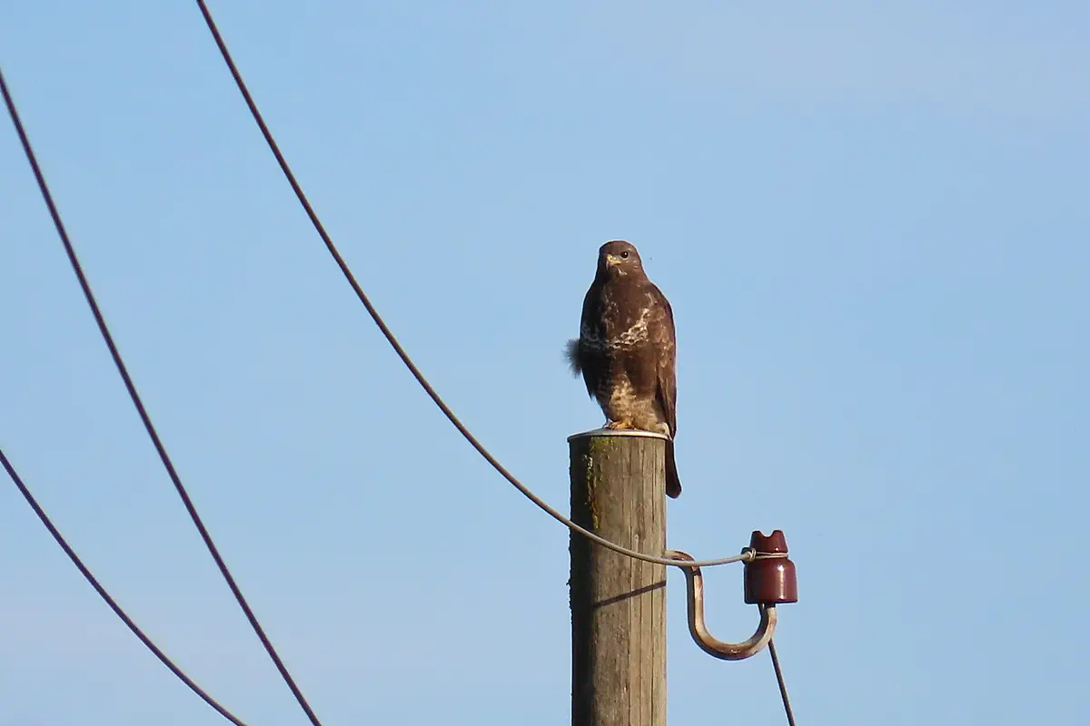 Mäusebussard
