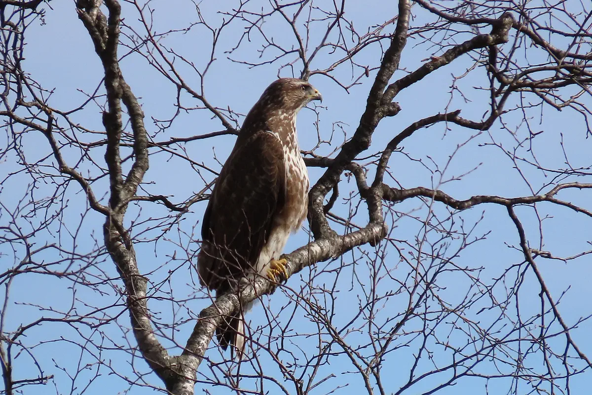Mäusebussard