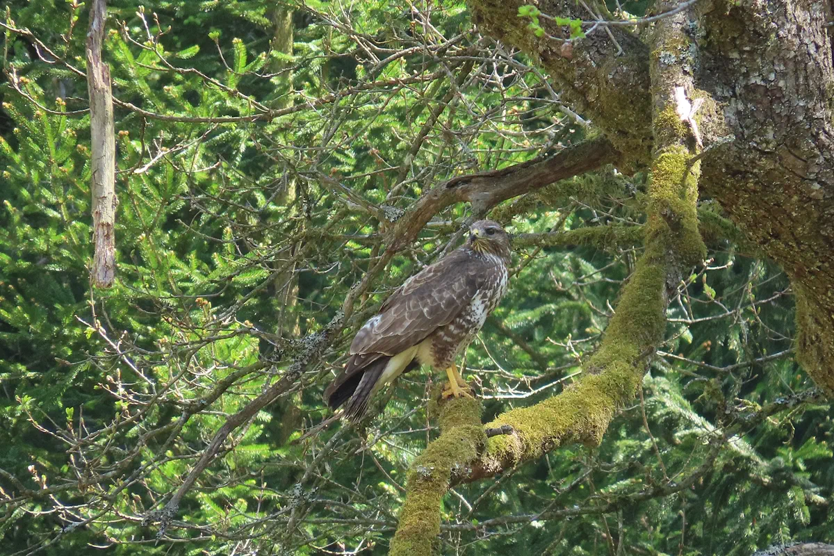 Mäusebussard