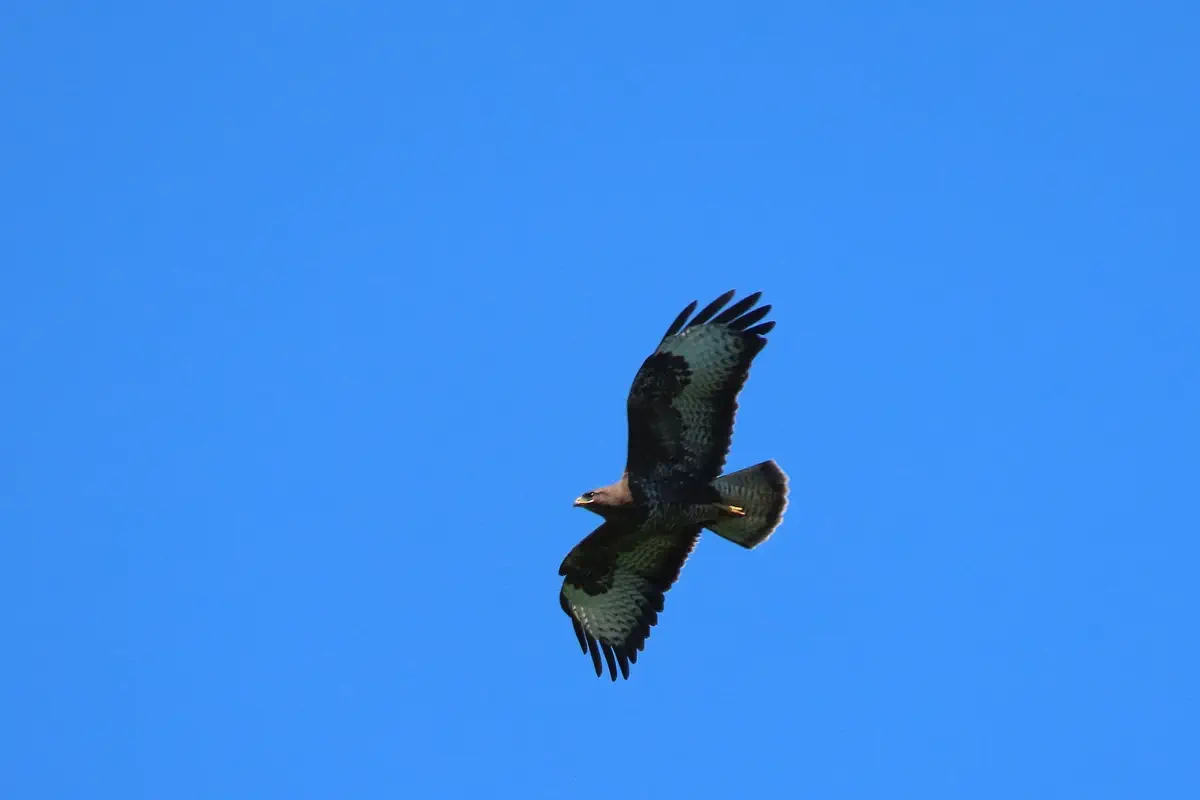Mäusebussard