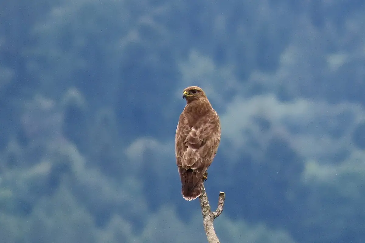 Mäusebussard