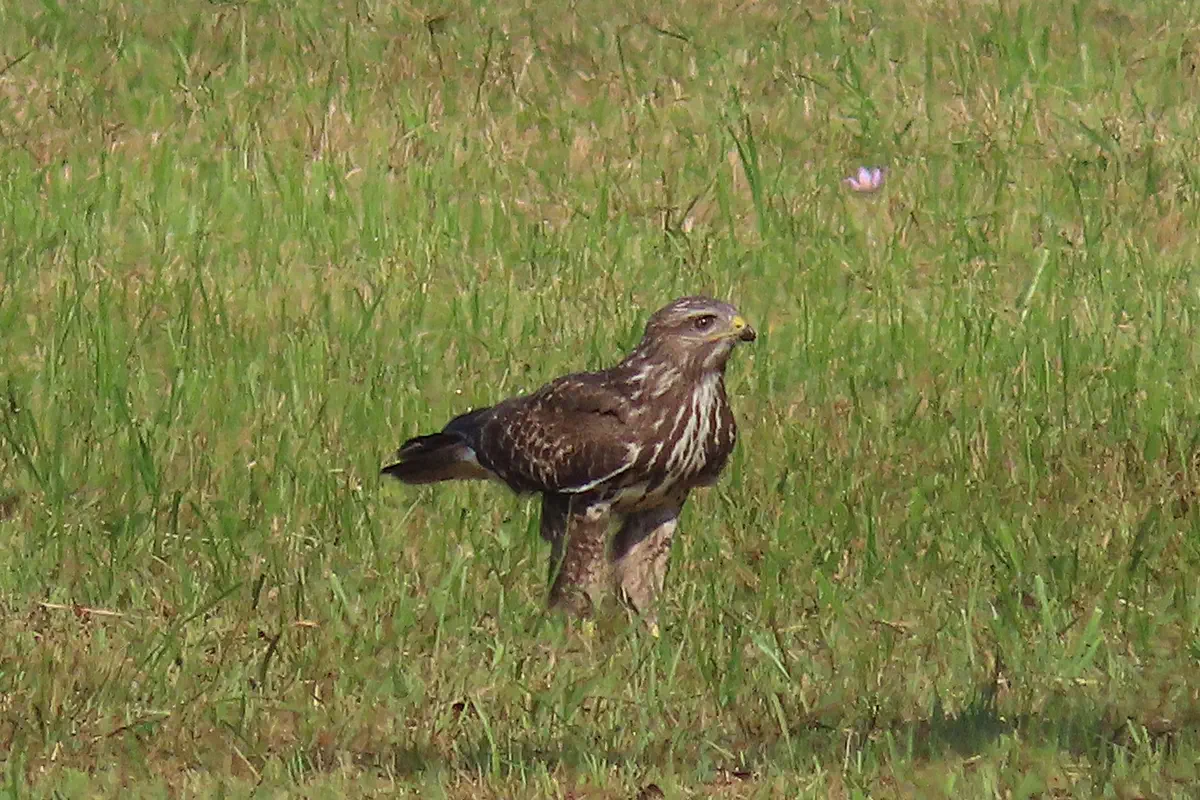 Mäusebussard