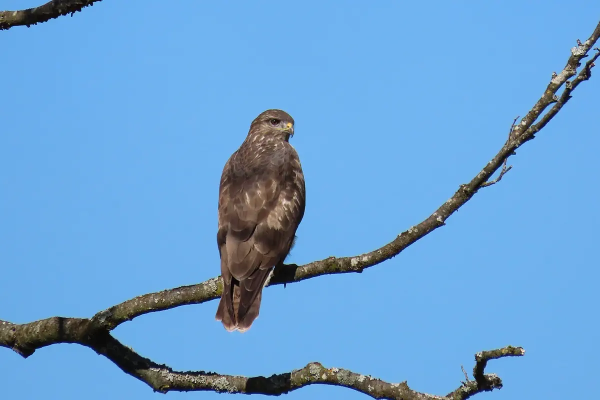 Mäusebussard