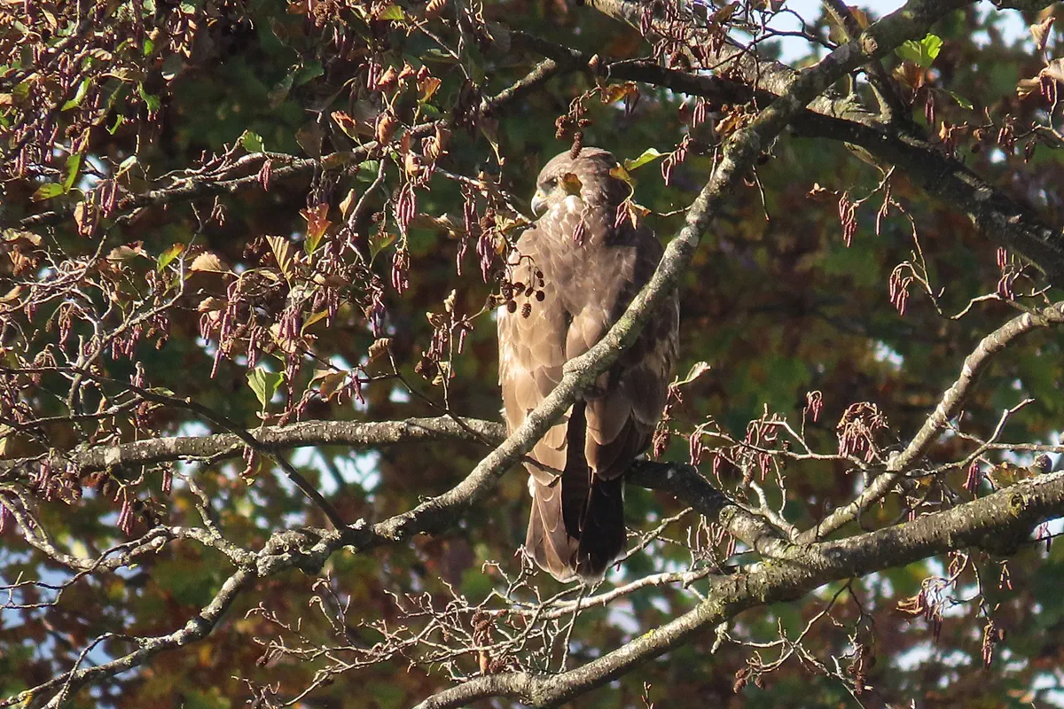 Mäusebussard