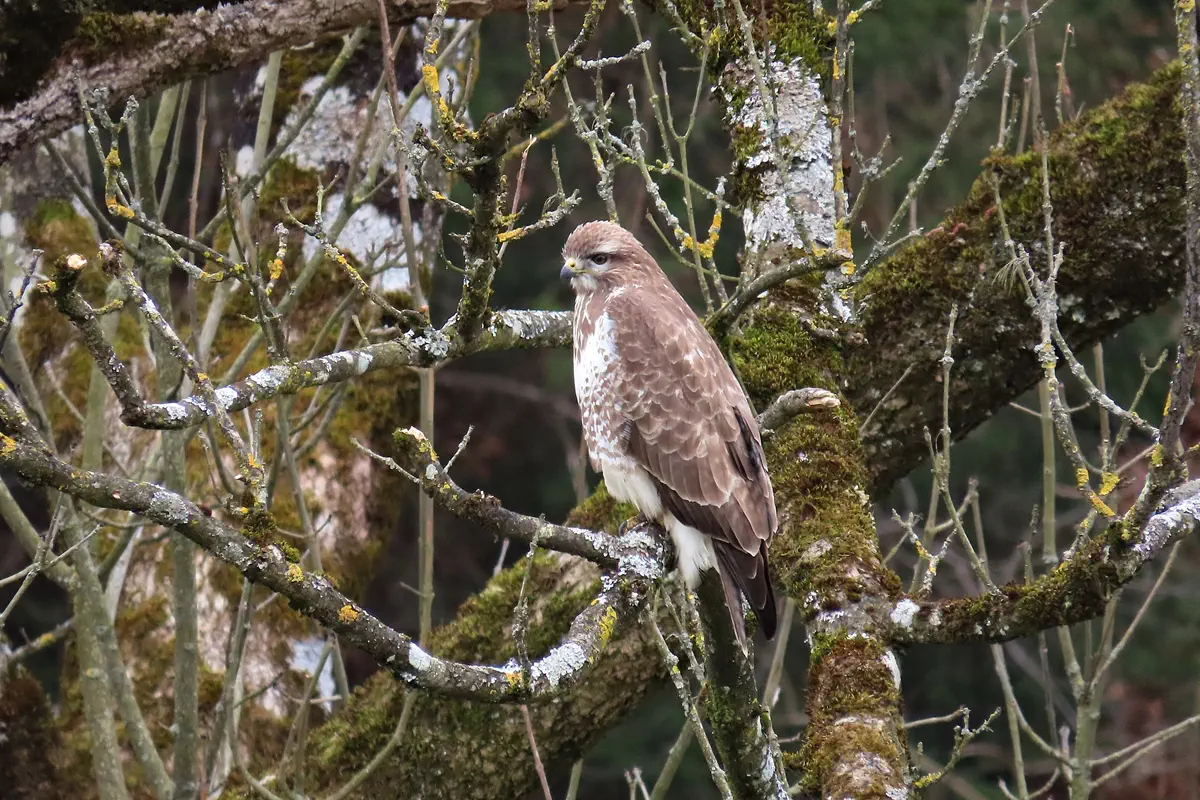 Mäusebussard
