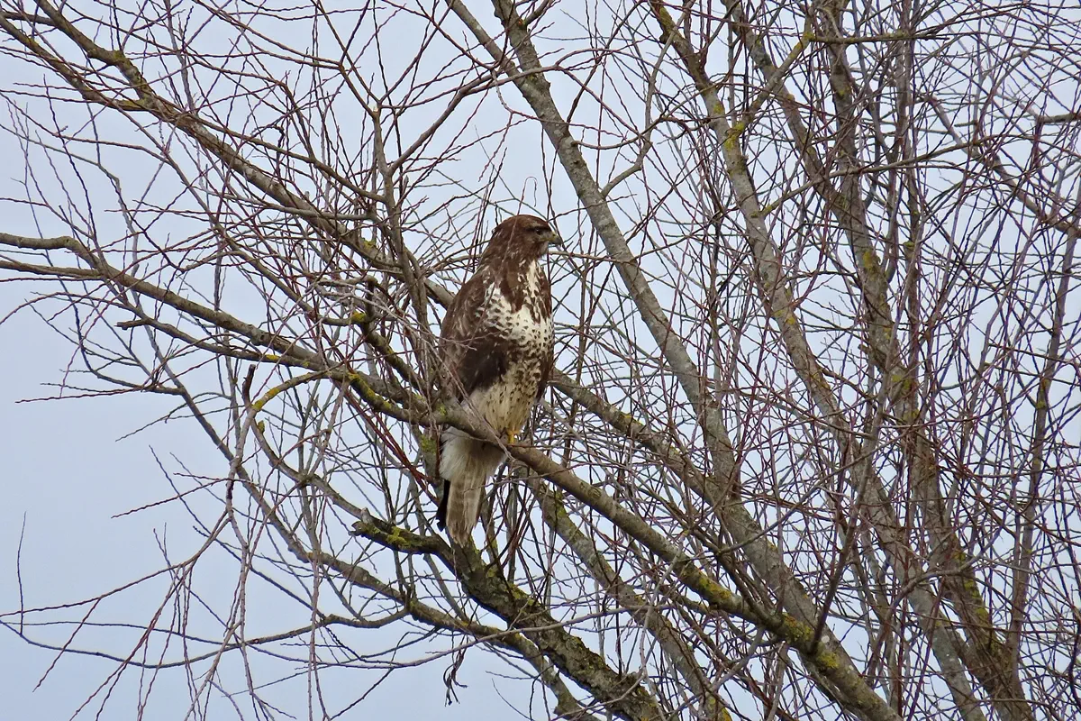 Mäusebussard