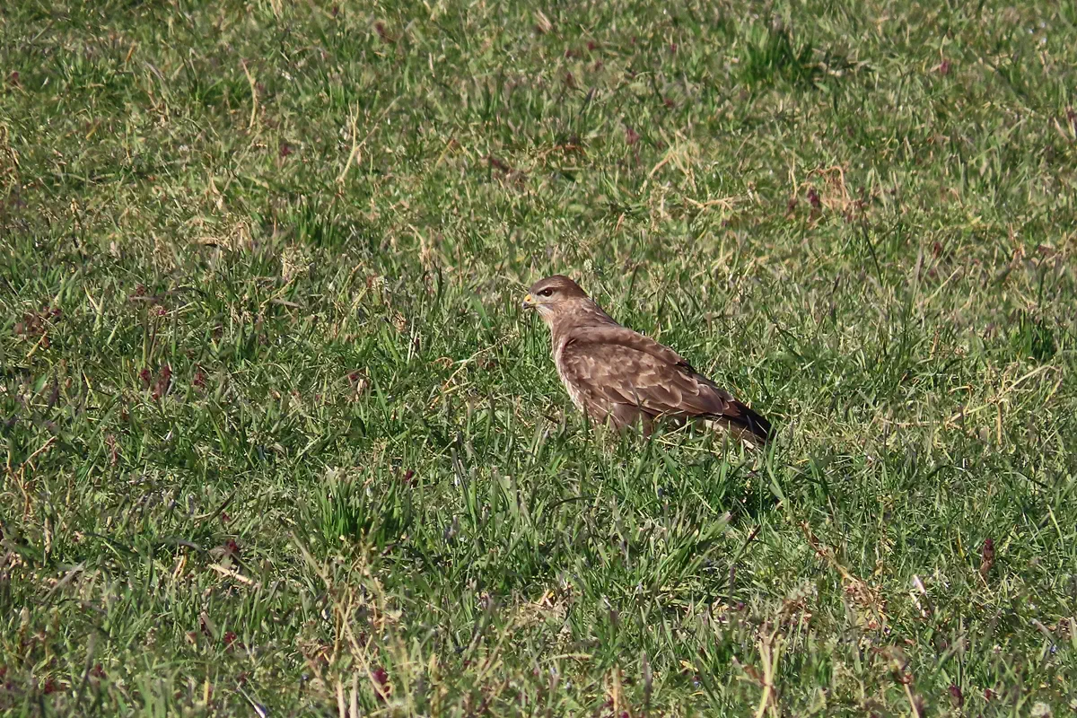 Mäusebussard