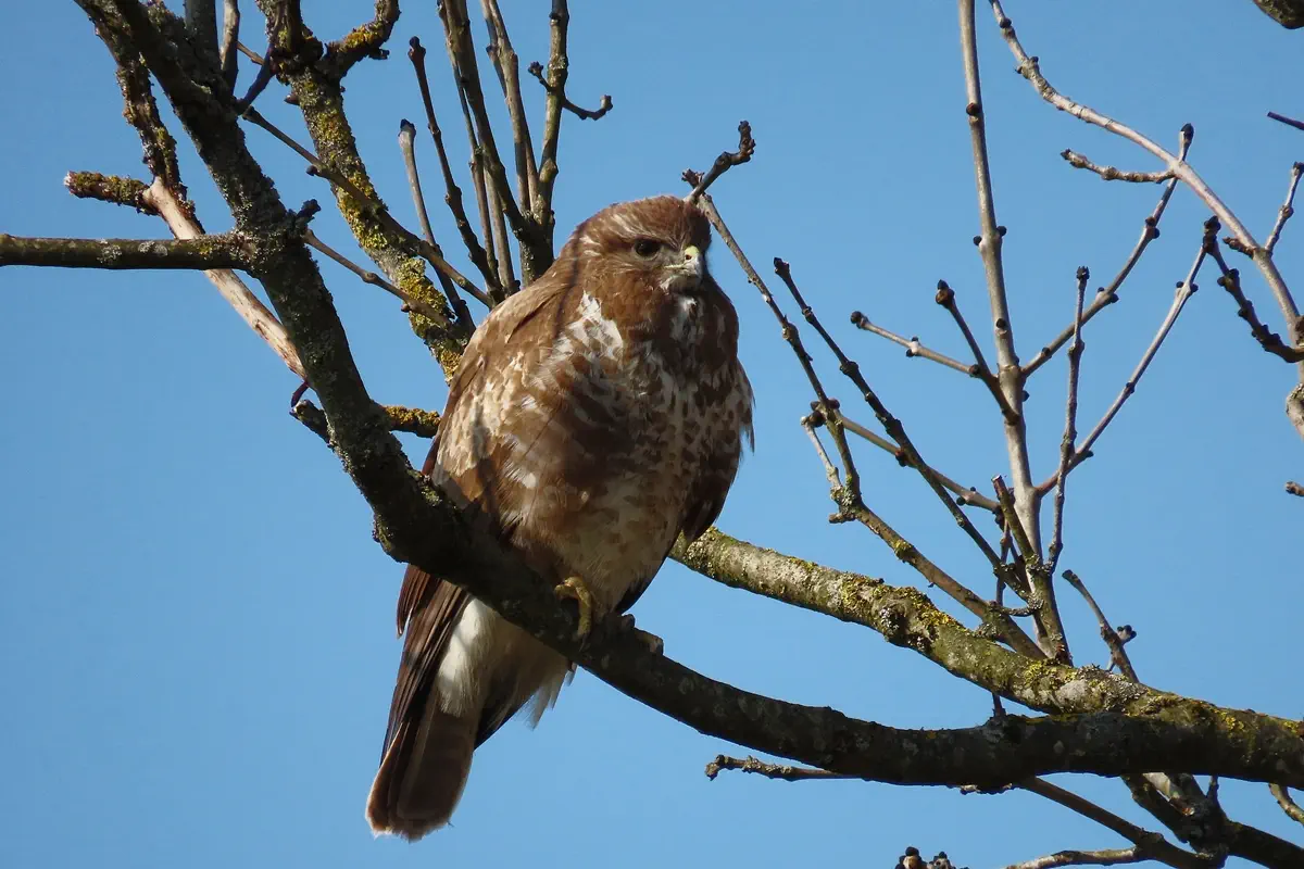 Mäusebussard