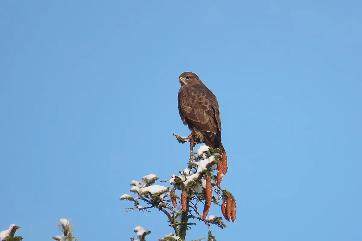 Mäusebussard