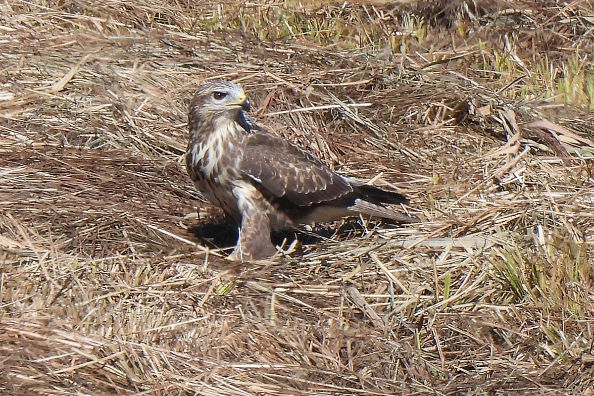 Mäusebussard