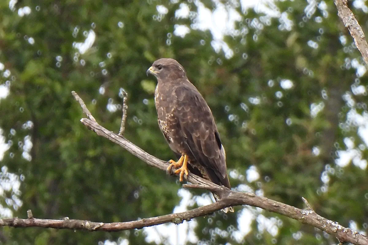 Mäusebussard
