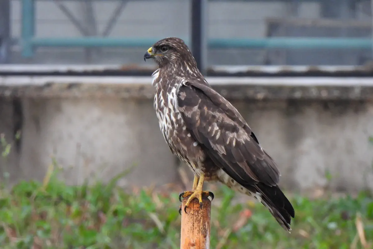 Mäusebussard