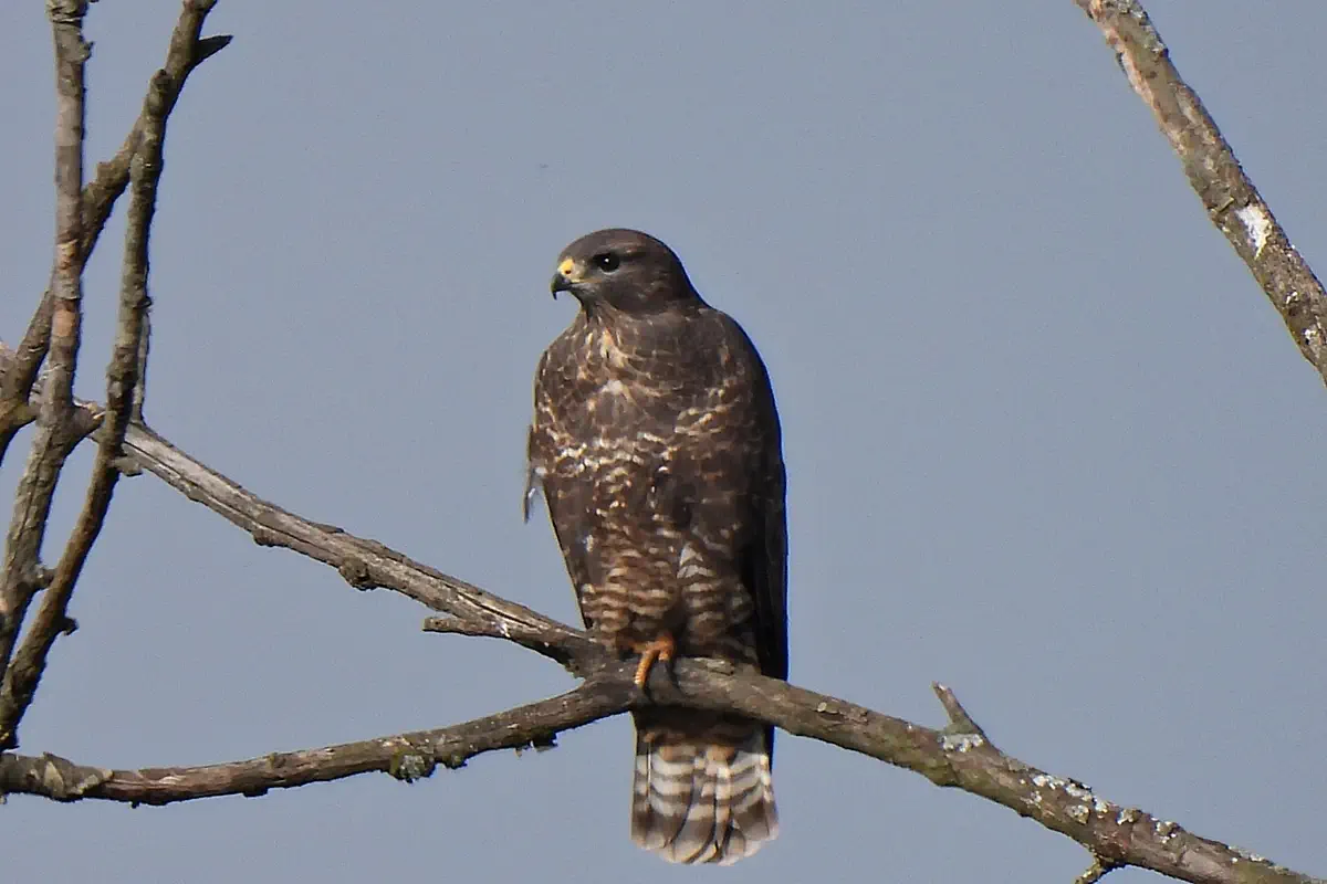Mäusebussard