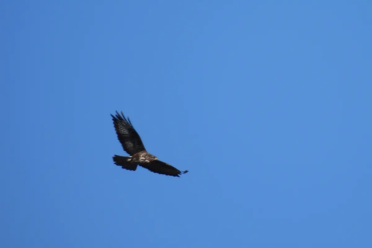 Mäusebussard