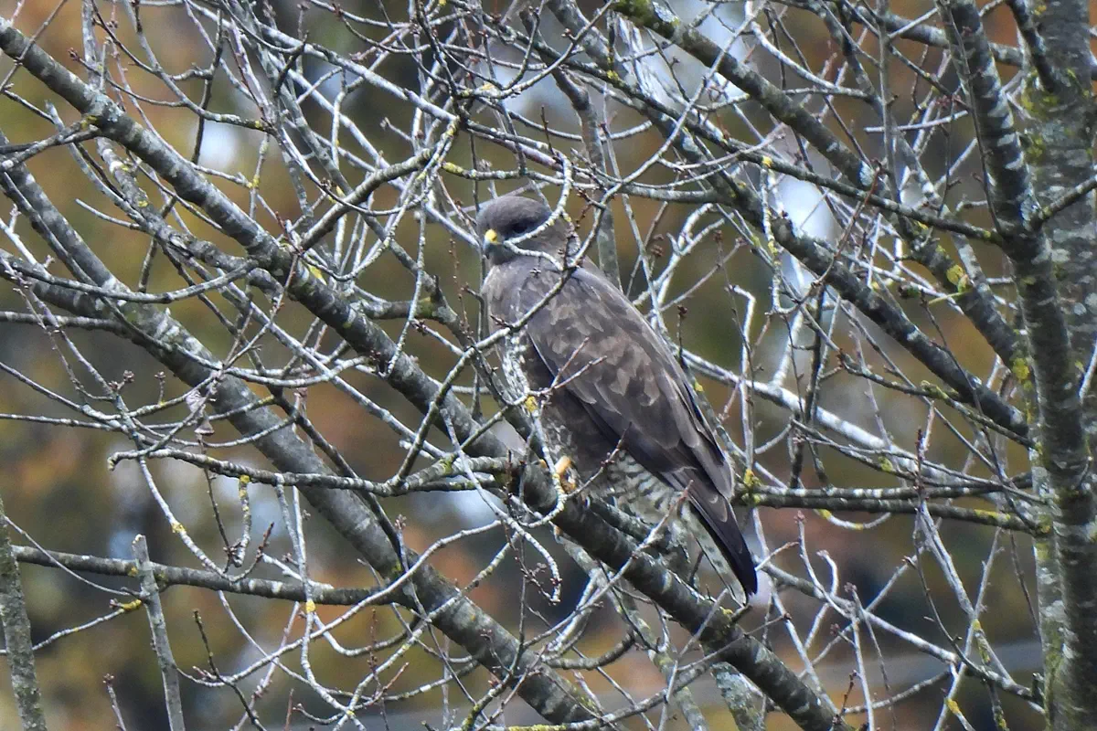 Mäusebussard