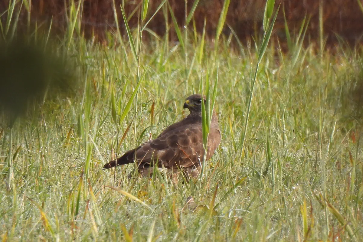 Mäusebussard