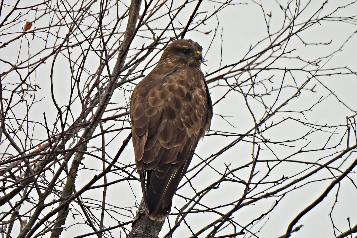 Mäusebussard
