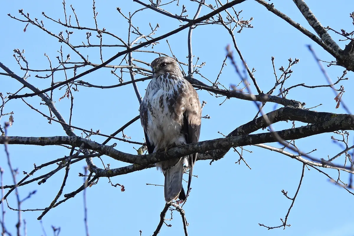 Mäusebussard