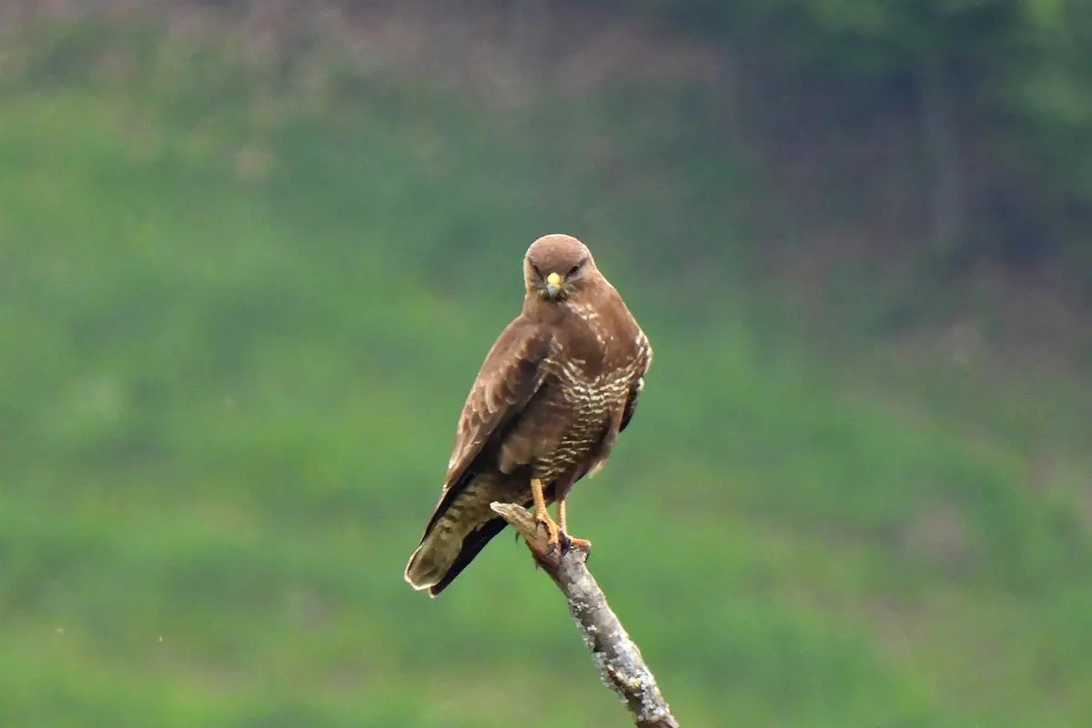 Mäusebussard