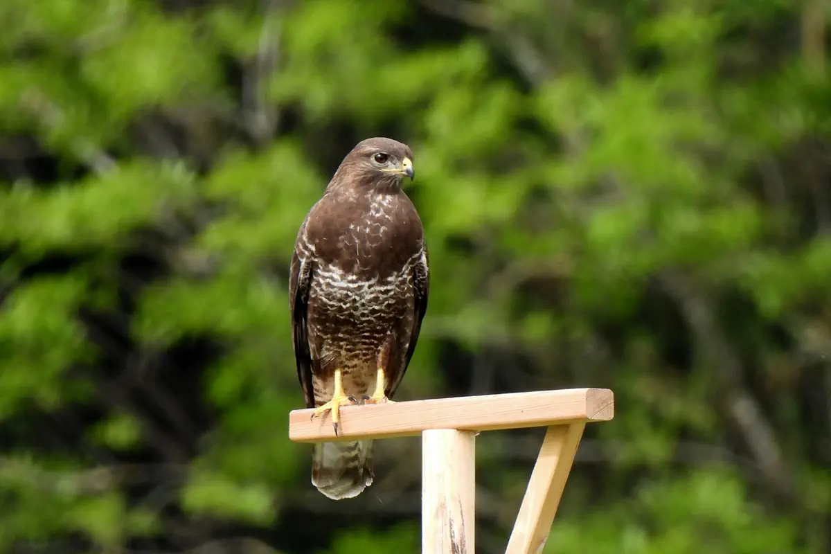 Mäusebussard