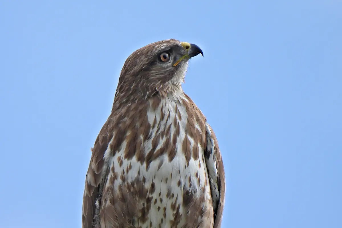 Mäusebussard