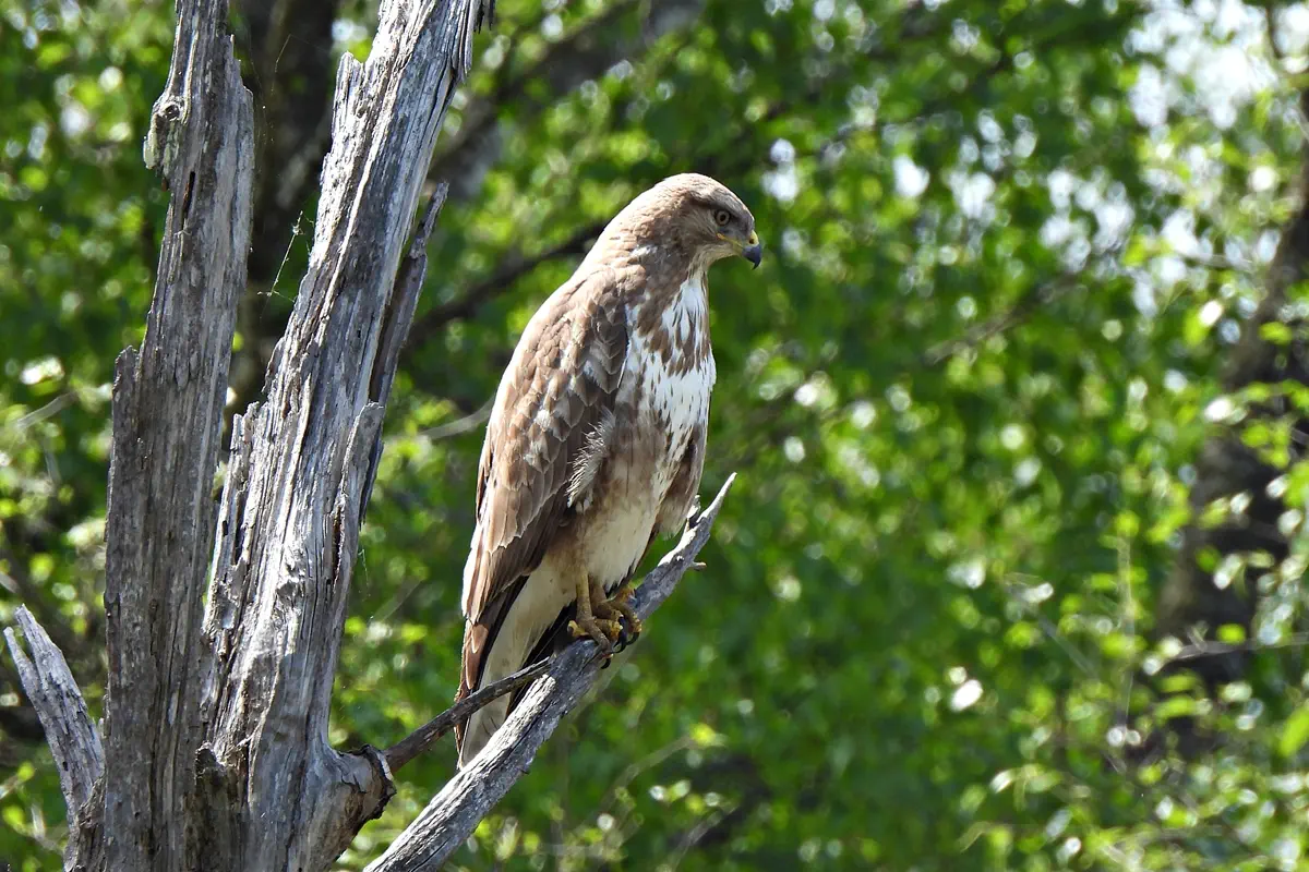 Mäusebussard