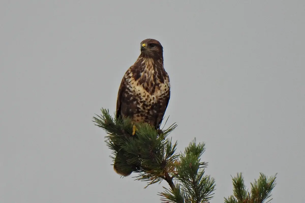 Mäusebussard
