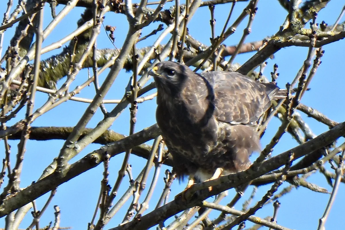 Mäusebussard