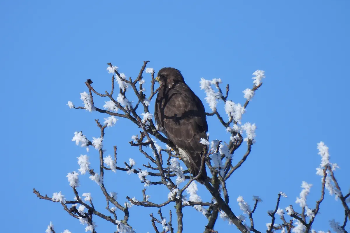 Mäusebussard