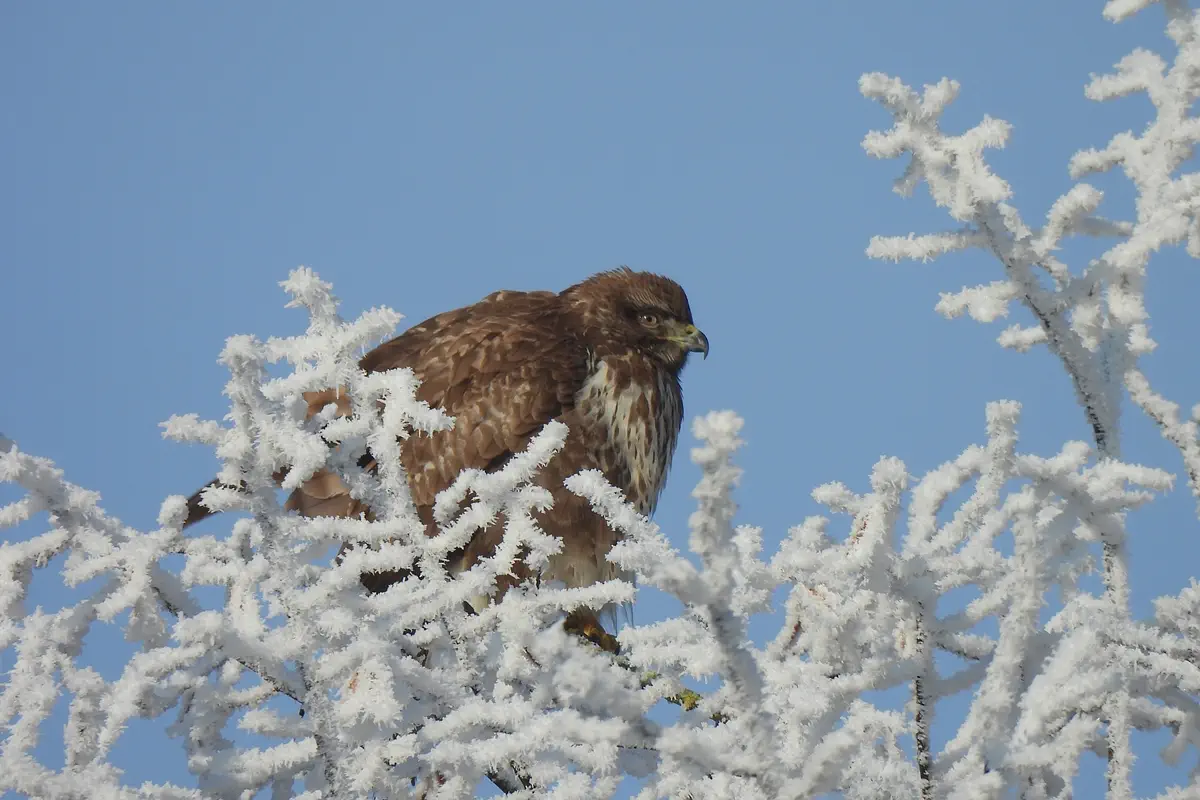 Mäusebussard