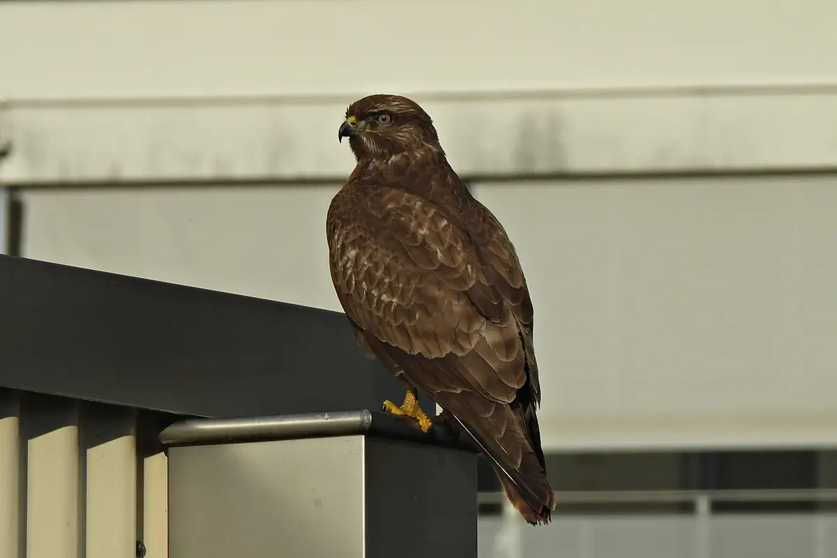 Mäusebussard