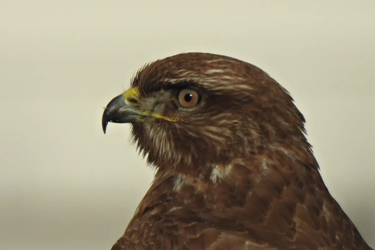 Mäusebussard